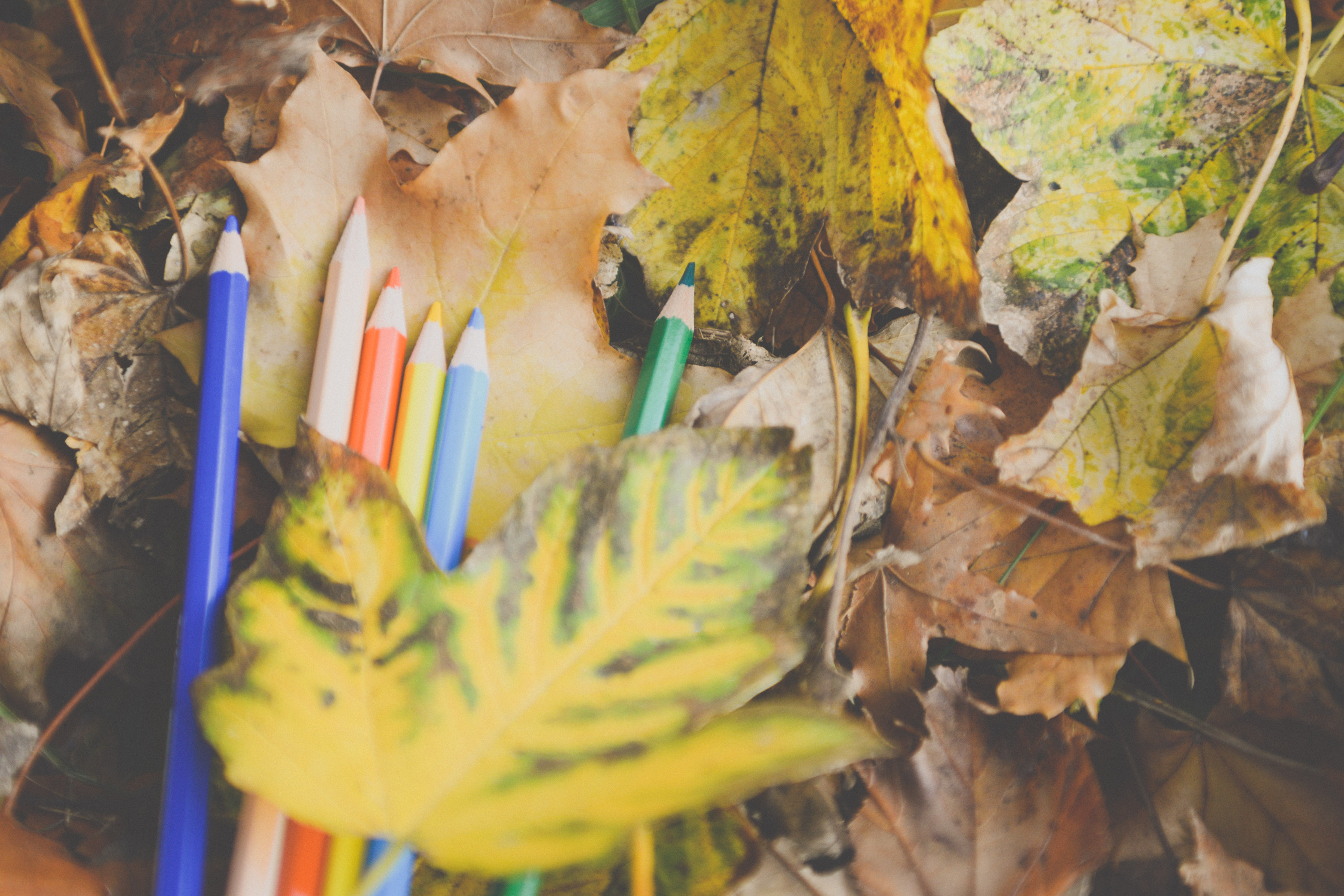 28.03.2018 autumn school colors 6803