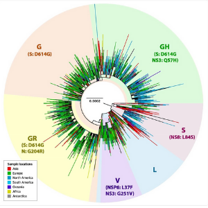 16.11.2020 Variante coronavirus copy